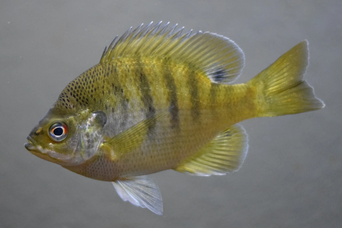 Ultralight Fishing for Panfish and Trout: A Beginner's Guide