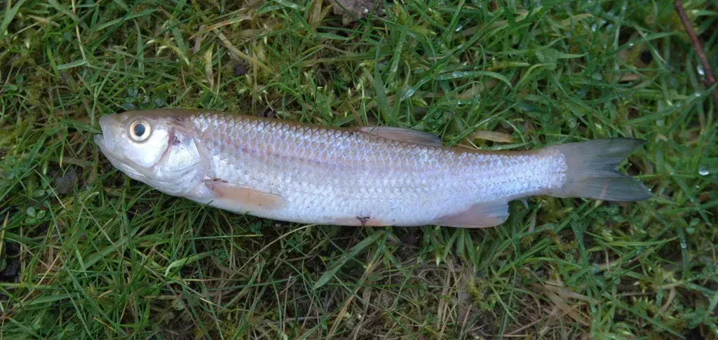 Ultralight Fishing for Panfish and Trout: A Beginner's Guide - photo 6